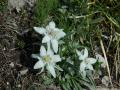 edelweiss fleurs queyras gite randonnee viso alpes
