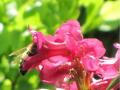 abeille rhododendrhon fleurs queyras alpes randonnee gite montagne